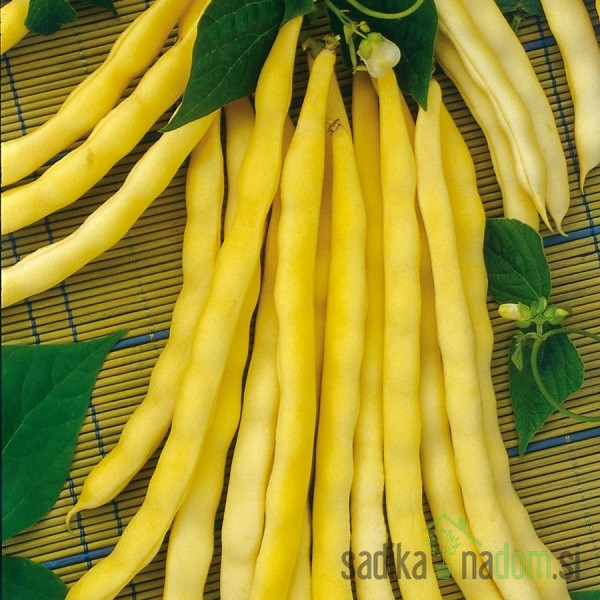 Seme Fižol Golden Teepee