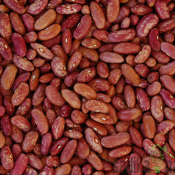 Seme Fižol Ribnčan