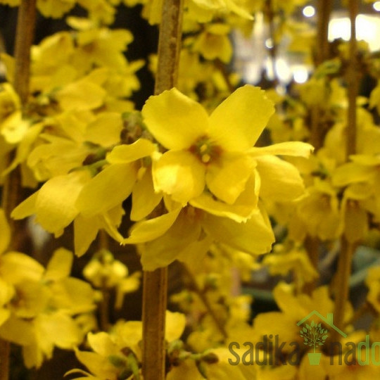 Forzicija  Goldrausch / Lynwood (Forsythia intermedia)