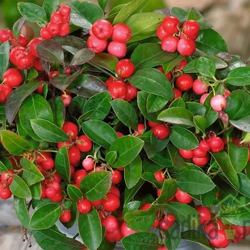 Navadna gaulterija (Gaultheria Procumbens) - ZIMZELENA