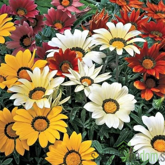 Gazanija (Gazania sp.)