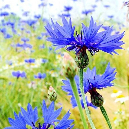 Seme BIO Glavinec moder