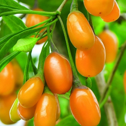Goji jagoda Amber Sweet