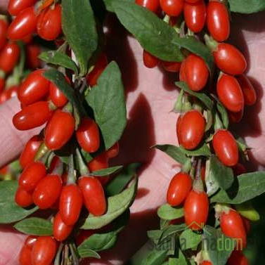 Goji jagoda New Big