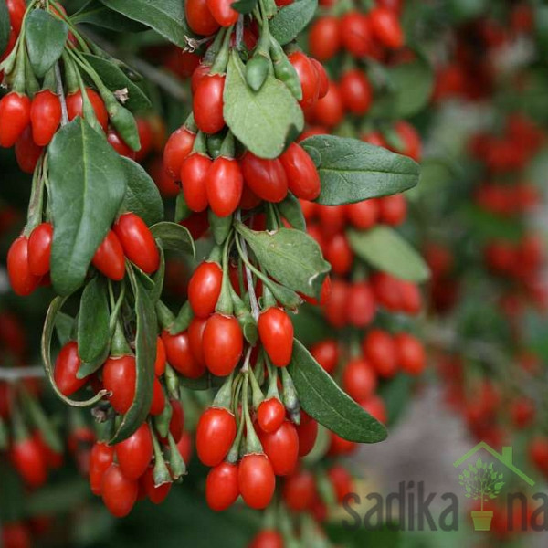 Goji jagoda Sweet Berry - sladkega okusa