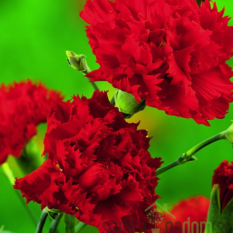 Gorenjski nagelj (dianthus sp.)
