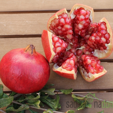 Granatno jabolko Mollar / Parfijanca