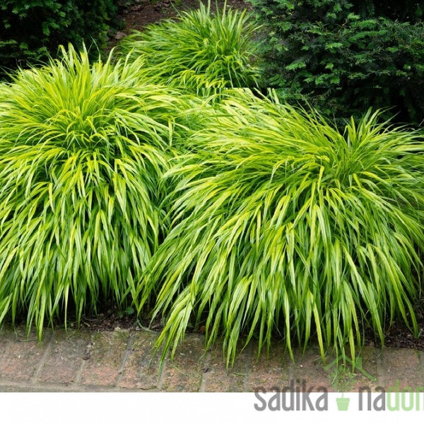Okrasna japonska trava Aureola (hakonechloa macra)