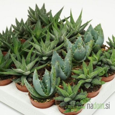 Havortija (Haworthia) 