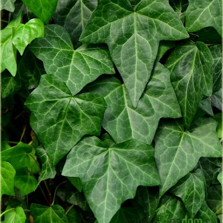 Navadni bršljan Bialystok (Hedera Helix)