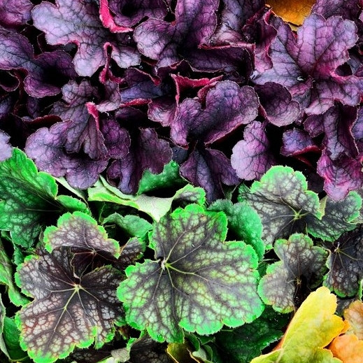 Hojhera (Heuchera)