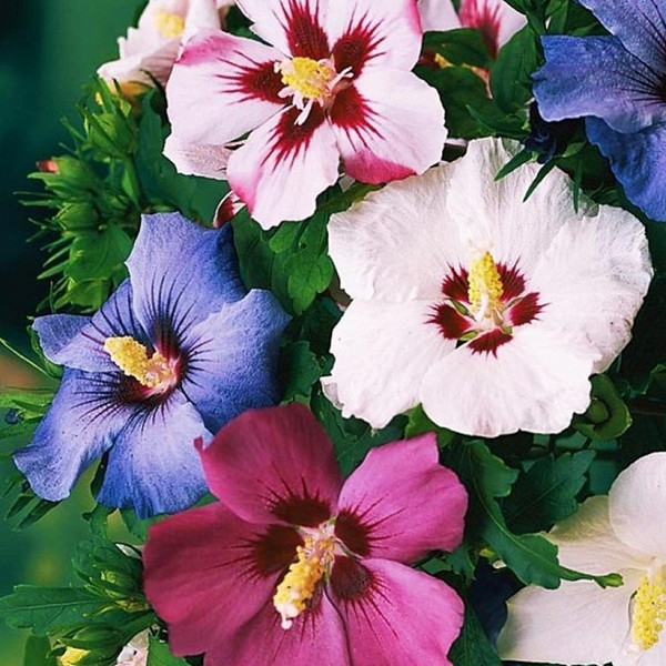 Hibiskus/oslez  (Hibiscus syriacus)