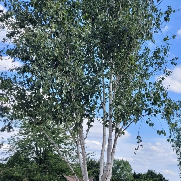 Himalajska breza Jacquemontii (betula utilis)
