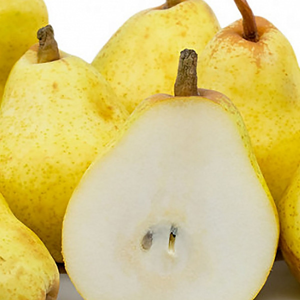 Hruška Kiferova / Citronka