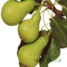 Hruška Petrovka / Nagowitz