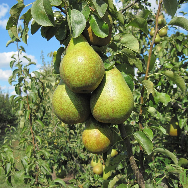 Hruška Nojobrskaja/ Novembra