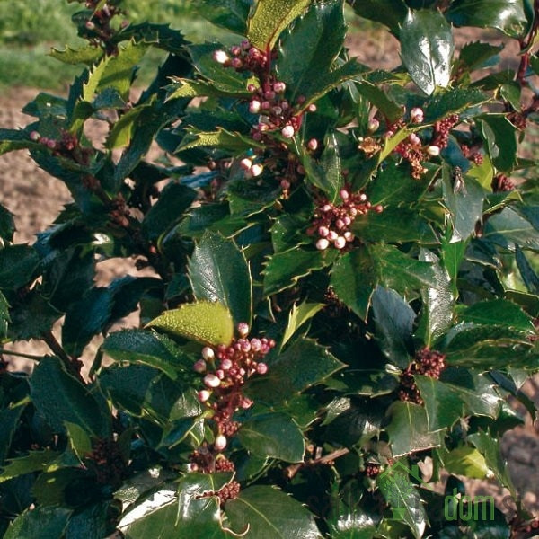 Navadna Bodika (Ilex meserveae) Blue Princes