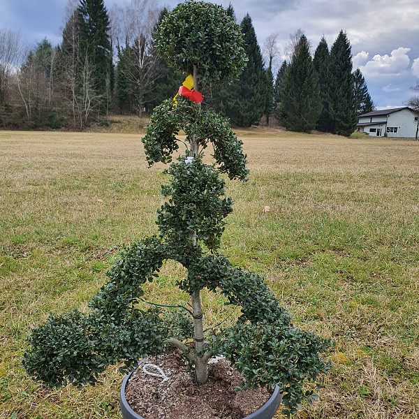 Ilex Crenata Kinme- BONSAJ