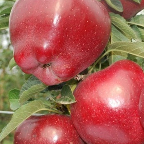 Jablana Top Red - po naši oceni ena najboljših