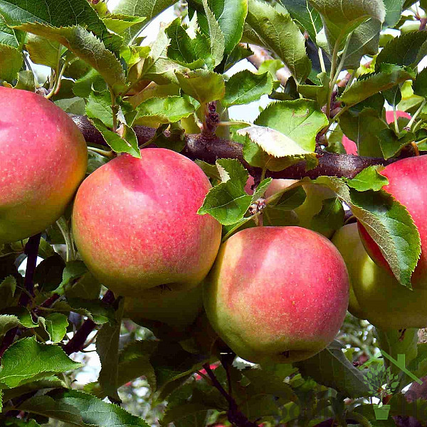 Stebričasta jablana Pompink
