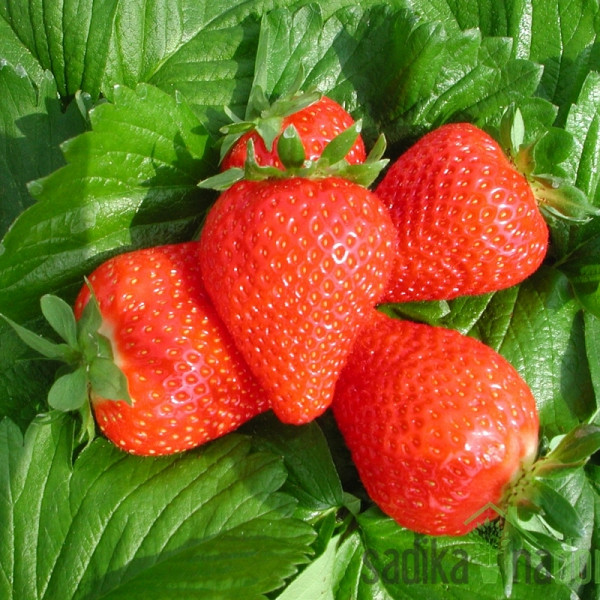 Jagoda Clery - ENORODNA (100 kom)