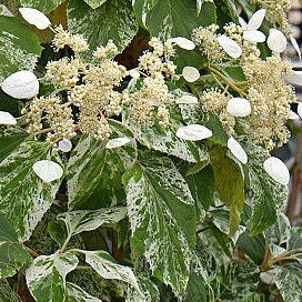 Japonska hidrangeja Burst of Light (Schizophragma hydrangeoides)