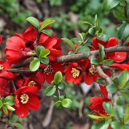 Japonska kutina Superba Crimson and Gold