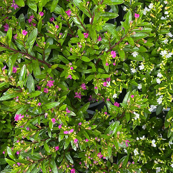 Japonska mirta - OKRASNA ( Cuphea)