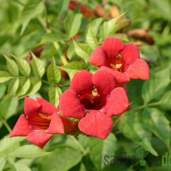 Jasminova troblja Flamenco (Campsis Radicans)