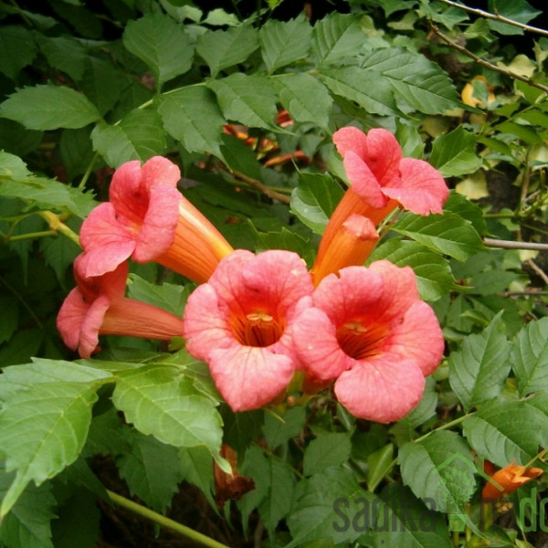 Jasminova troblja Gabor (Campsis Radicans)