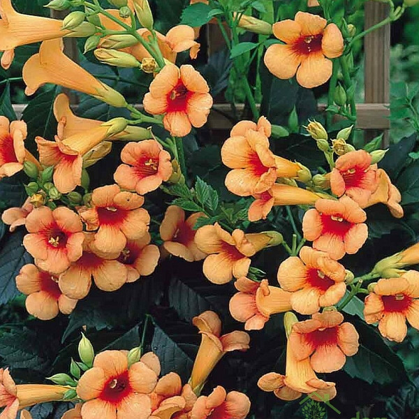 Jasminova troblja Indian Summer (Campsis tagliabuana)