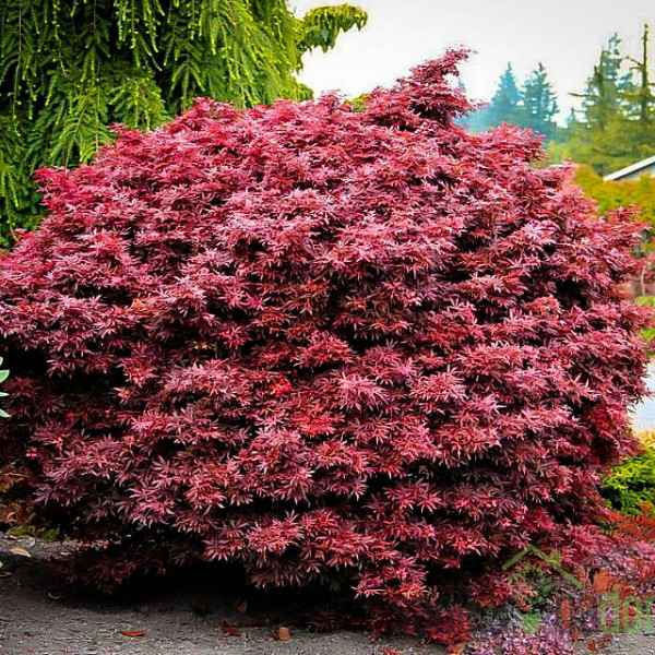 Javor pahljačasti Shaina (Acer Palmatum)