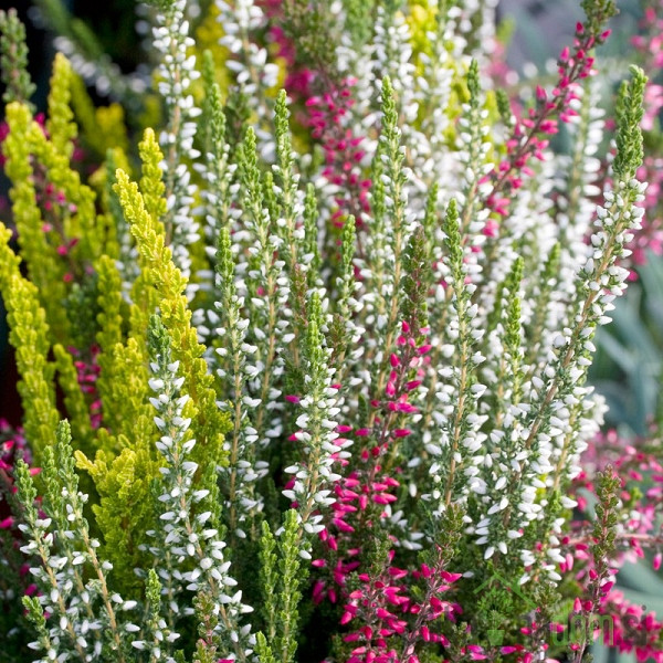Jesenska vresa (Calluna Vulgaris Garden Girls)
