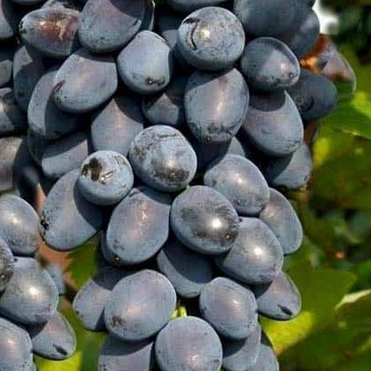 Trta Jupiter Kishmish - brez pečk