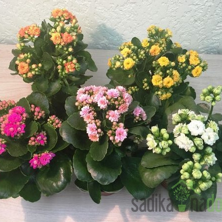 Kalanhoja (Kalanchoe) 