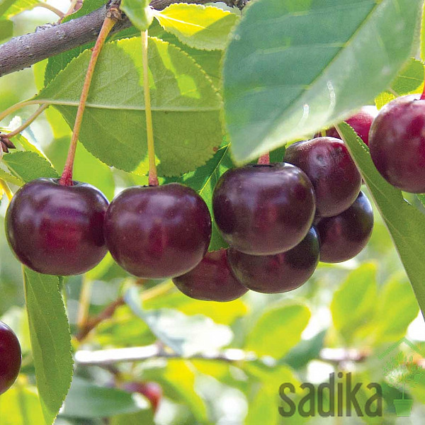Kanadska grmičasta sladka višnja Carmine Jewel