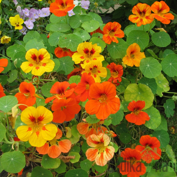 Seme Kapucinka nizka - mešanica