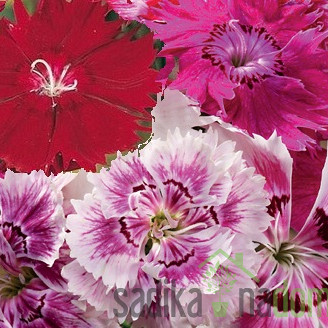 Seme Kitajski nageljček mešanica 3138