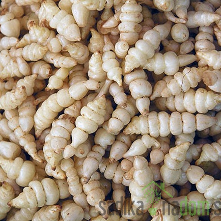 Chorogi/Kitajska artičoka (stachys sieboldii)