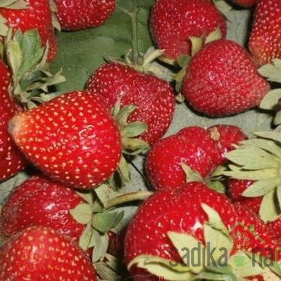 Jagoda Murano - VEČRODNA (100kom)