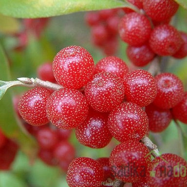 Kobulasta oljčica Sweet’n’Sour