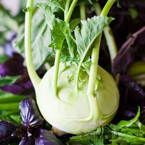 Kolerabica Quick Star / Erika