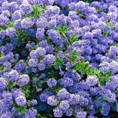 Koprivček (Ceanothus)