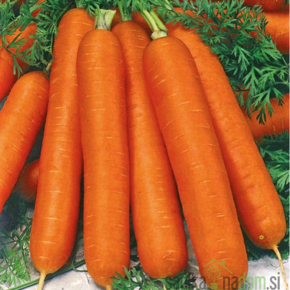 Seme Korenček Lange Rote Stumpfe ohne Herz 