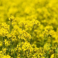 Seme Krmna ogrščica Daniela