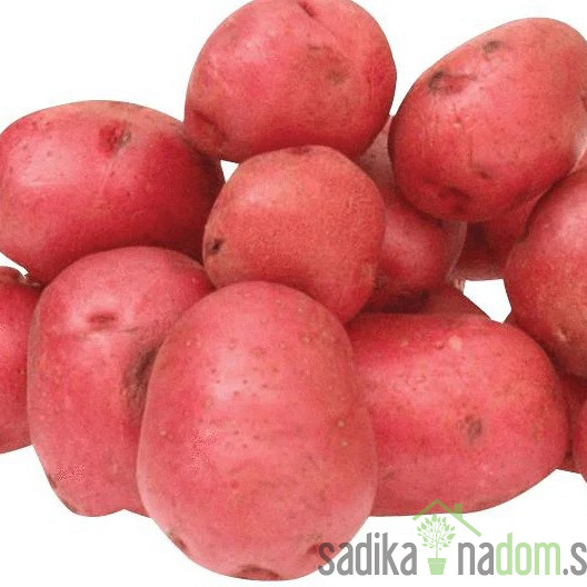 Semenski krompir Jolene - SREDNJE POZEN