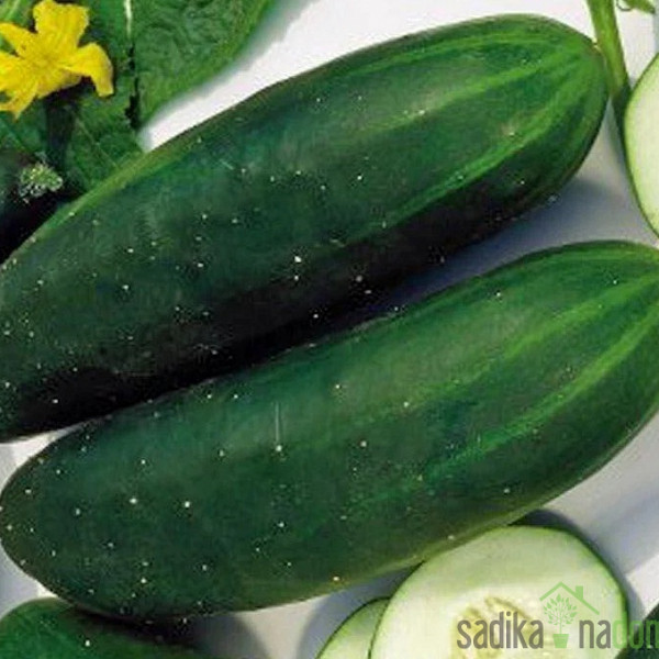 Seme kumare Montebello F1