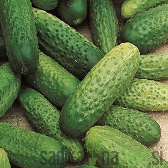 Seme kumare National 637