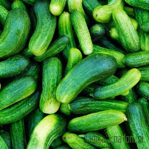 Kumare za vlaganje Levina-Ardia / Regina