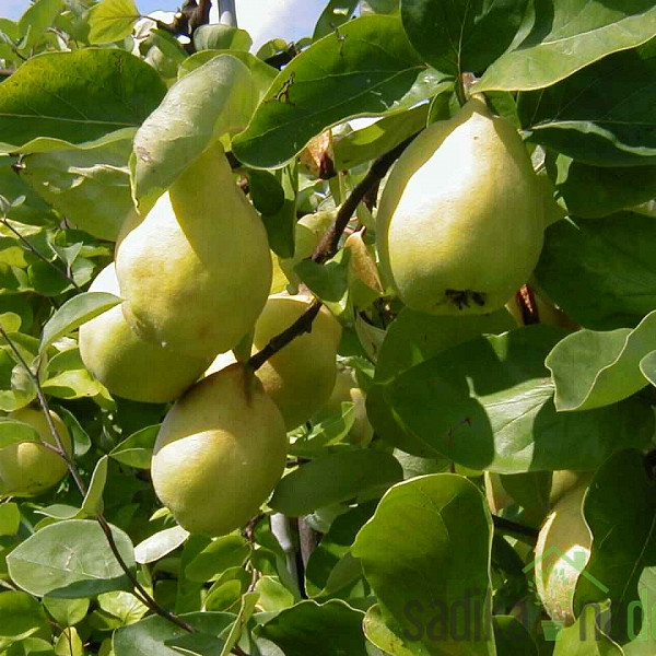 Kutina Cydora Robusta - ZELO DEBELA